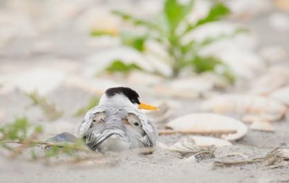 least-tern-website-header-582x400.jpg