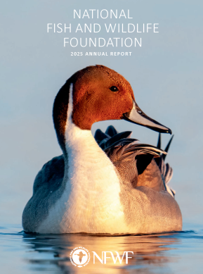 Male northern pintail duck floating on calm blue water, facing away with its head turned back, its reflection visible on the smooth surface.
