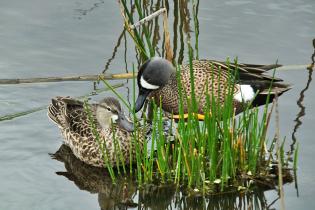 Blue-winged teal ducks resting in the Florida wetlands