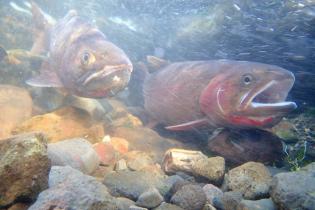 Yellowstone cutthroat trout swimming