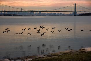 Geese flying over the Hudson River