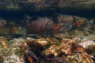 Lahontan cutthroat trout swimming underwater