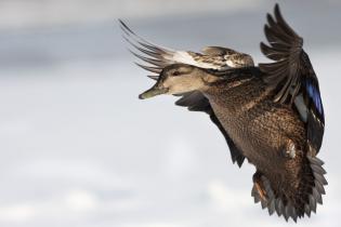 American black duck flying