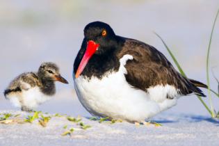 American oystercatcher with chick on the beach