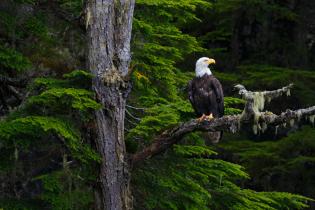 Bald eagle