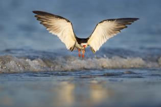 Black skimmer