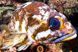 copper-rockfish-1446x705.jpg