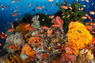 Coral reef and fish