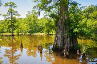 Cypress tree, Mississippi