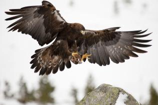 Golden eagle