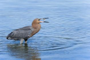 Reddish egret