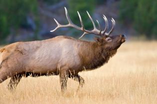 Elk in Yellowstone National Park