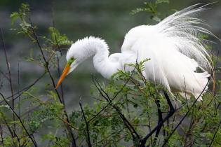 Great egret