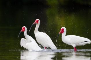 White ibis