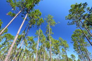 Longleaf pine