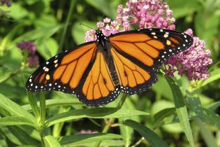 ​Monarch butterfly on milkweed