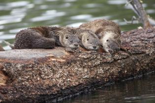 River otters