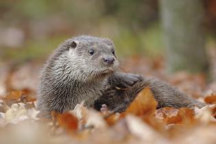 River otter