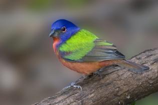 Painted bunting