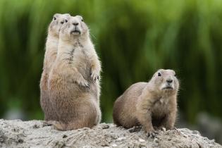 Prairie dogs