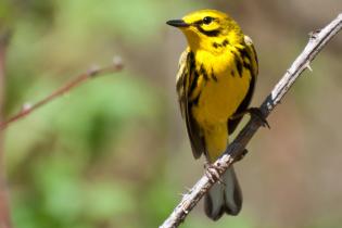 Prairie warbler in a tree