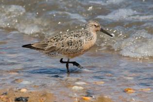 Red knot, Delaware Bay