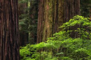 Redwood trees, California