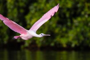 Roseate spoonbill