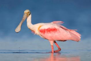 Roseate spoonbill