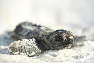 Loggerhead hatchling