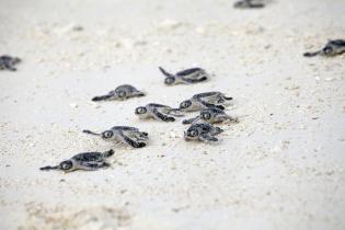 Green sea turtle hatchlings 