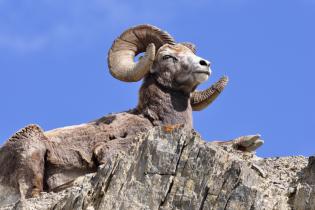 Bighorn sheep