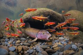 River chub and saffron shiners