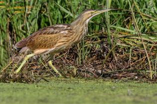 American bittern