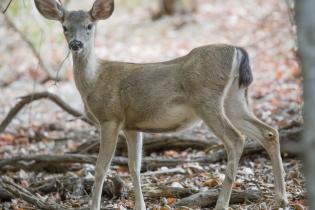 Black-tailed deer