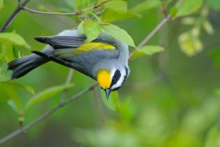 Golden-winged warbler 