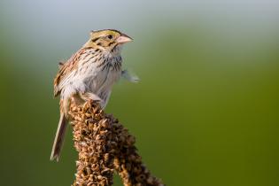 Henslow's sparrow 