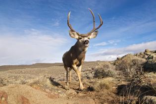 ​Mule deer