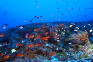 endemic reef fish