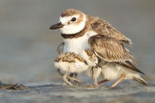 A Wilson’s plover sheltering its chicks on a beach in Florida