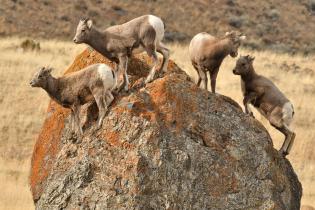 Bighorn sheep