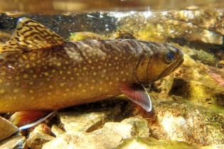 Brook trout