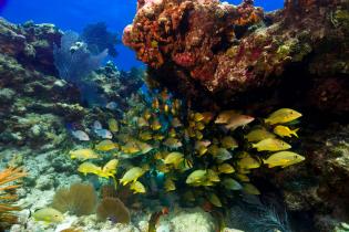 Fish and corals in the Florida Keys