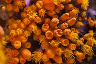 Corals, Puerto Rico