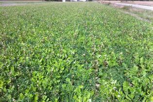 Cover crops