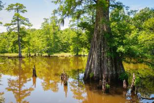 Cypress tree, Mississippi​