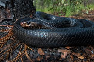 Eastern indigo snake