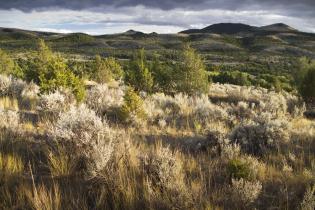 Invasive conifers encroach on sagebrush range | Credit: Jeremy R. Roberts, Conservation Media​