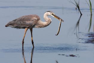 Great blue heron