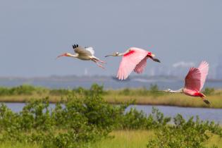 White ibis and roseate spoonbills 